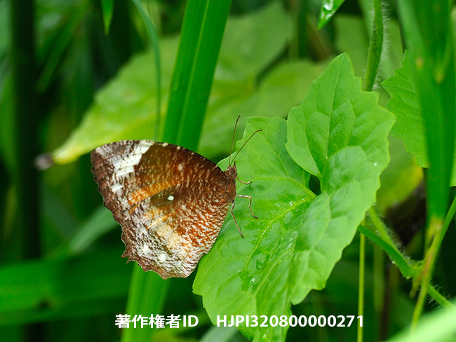 カバマダラに擬態したルリモンジャノメ　 Elymnias hypermnestra