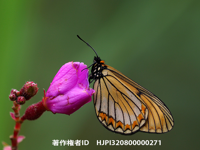 ホソチョウ　Acraea issoria