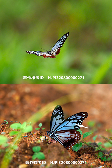 アサギマダラの原名亜種　Parantica sita