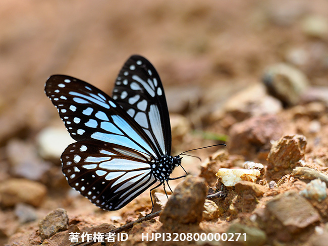 メラネウスアサギマダラ　Parantica melaneus