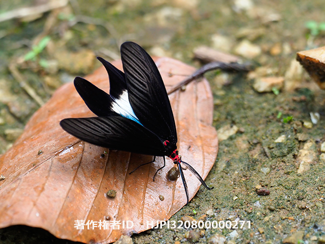 クロツバメ　Histia flabellicornis 