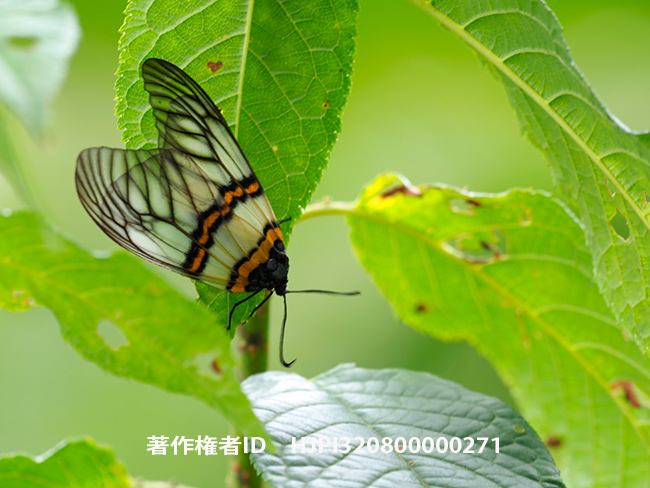 ヒゲナガウスバツバメガ　Achelura bani 