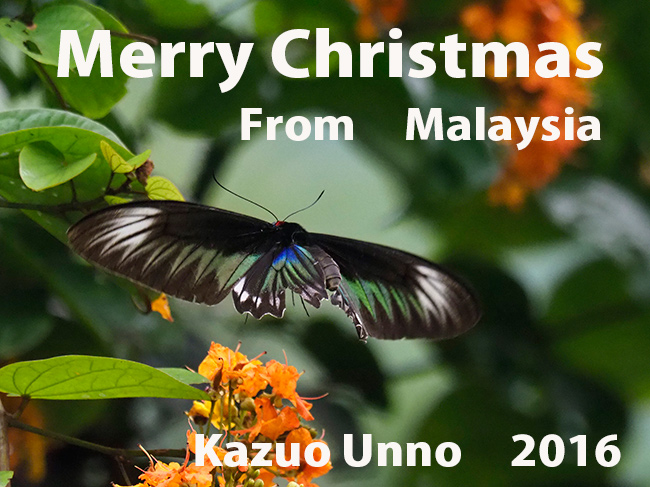 アカエリトリバネアゲハのメス