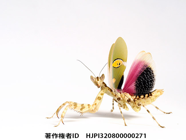 今年も御世話になりました