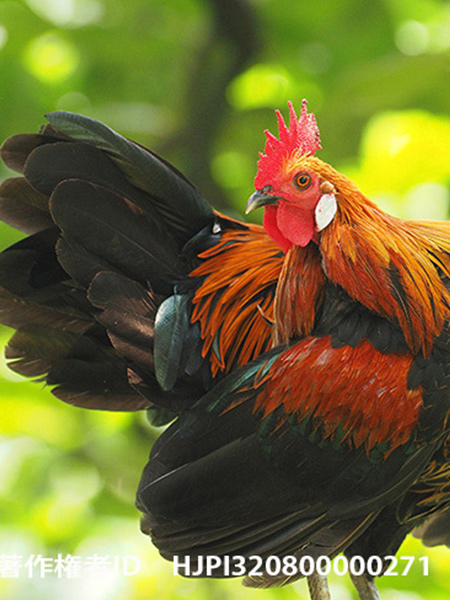 あけましておめでとうございます