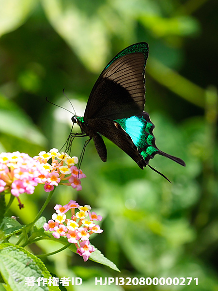オビクジャクアゲハ　Papilip palinurus