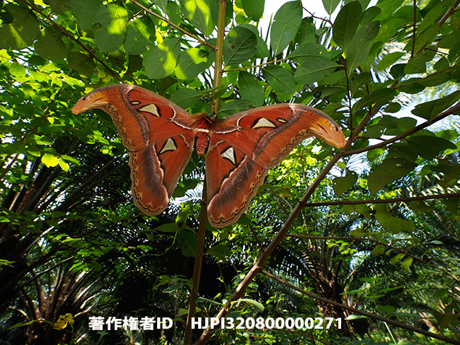 ヨナグニサン　Attacus atlas