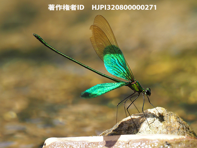 ミドリカワトンボ　Neurobasis chinensis