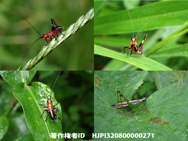 ササキリ　Conocephalus melaenus