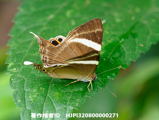 ネフロンオナガシジミタテハ Abisara neophron