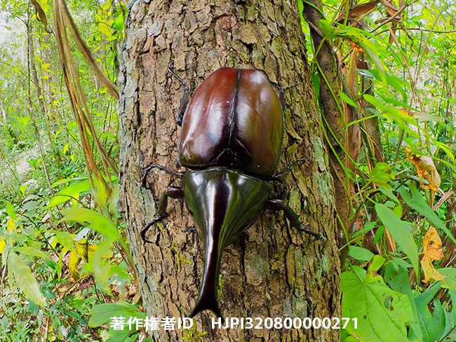 魚眼レンズで深度合成　Xylotrupes gideon