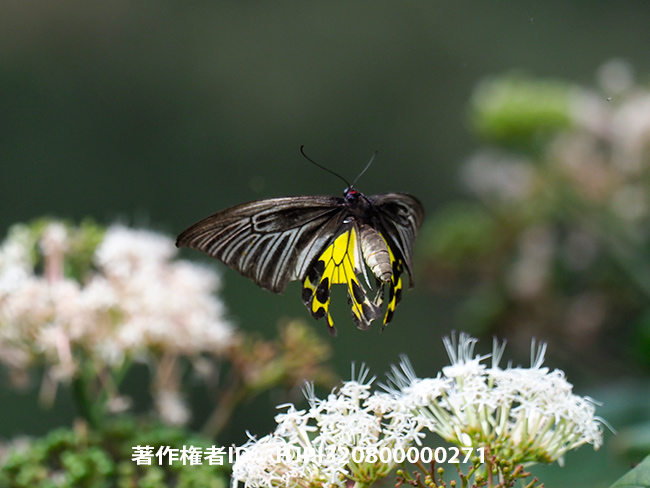 キシタアゲハをproキャプチャーモードで　Troides aeacus