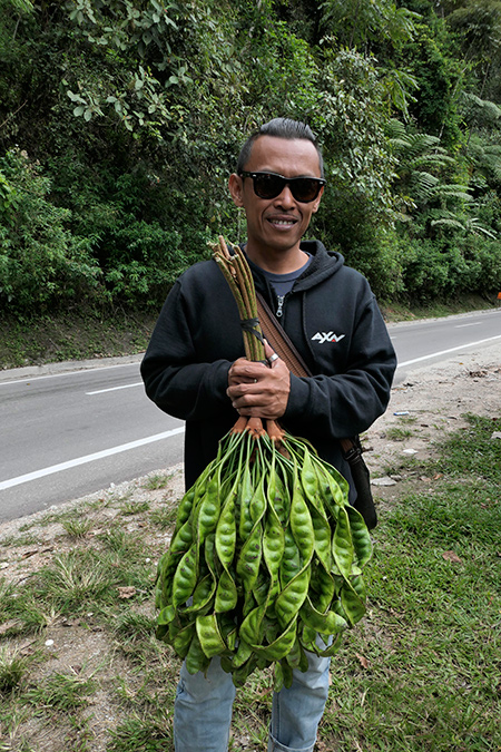 臭豆　Parkia speciosa