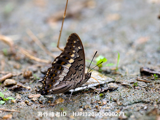ソロンフタオチョウ　Charaxes solon