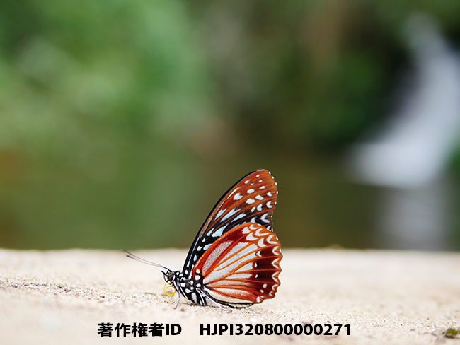 カバシタゴマダラを明るいレンズで　Hestinalis nama