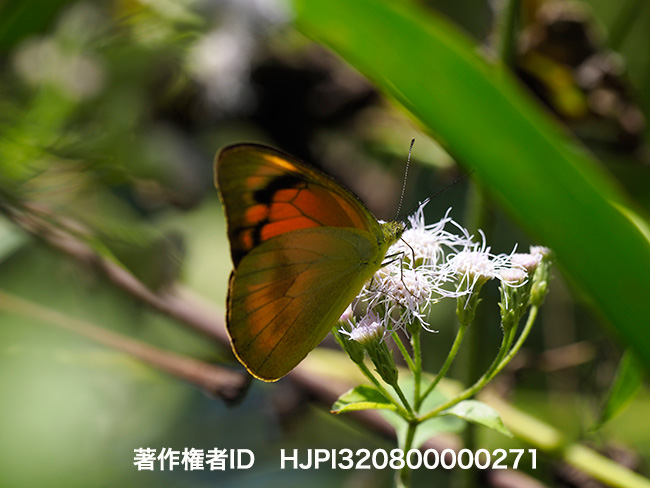 ベニシロチョウのメス　Appias nero