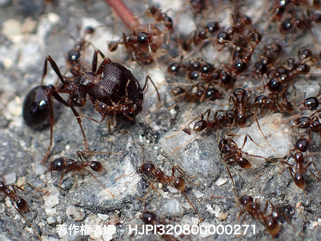 オオズアリ　Pheidole sp.