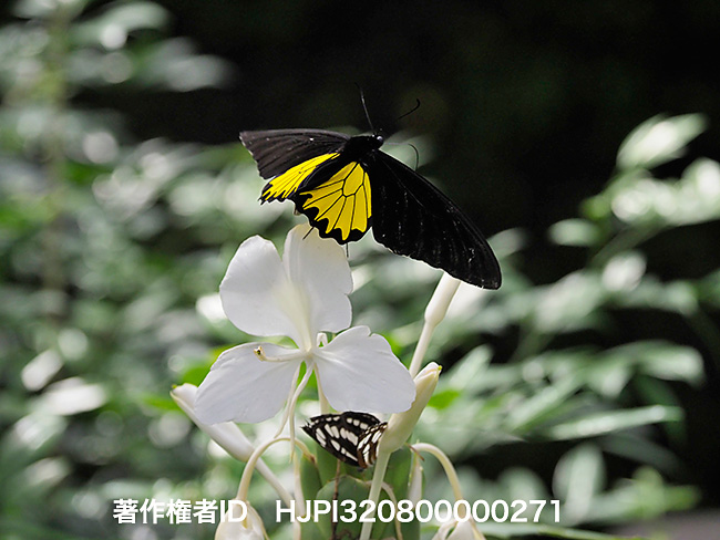ヘレナキシタアゲハの飛翔　　Troides helena 