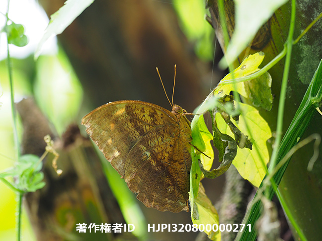 コノハワモン Discophora deo　