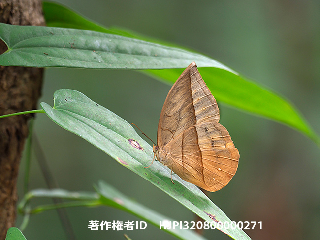 レナワモンチョウ　Aemona lena