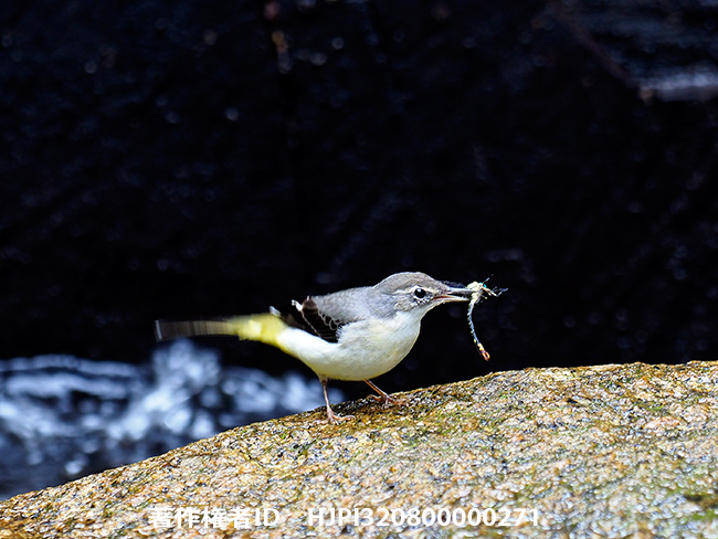 トンボを捕らえたキセキレイ　Motacilla cinerea