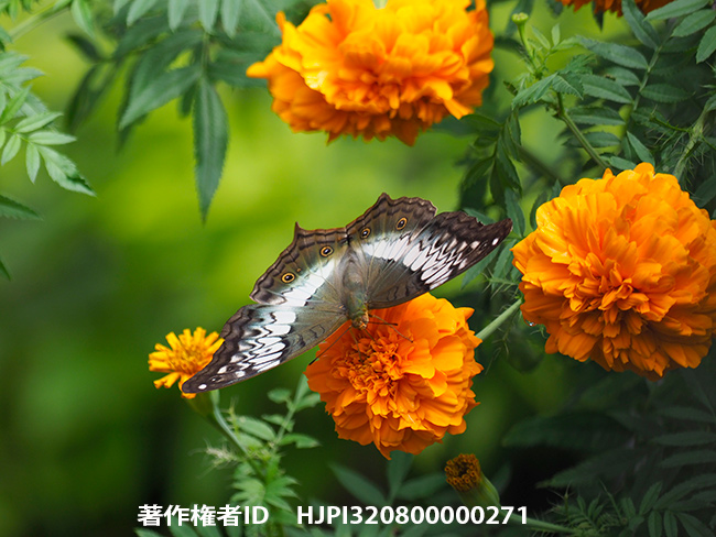 チャイロタテハのメス　Vindula erota