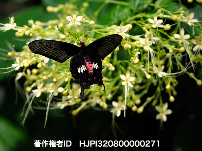 ベニモンアゲハの飛翔　Pachiliopta aristrochiae