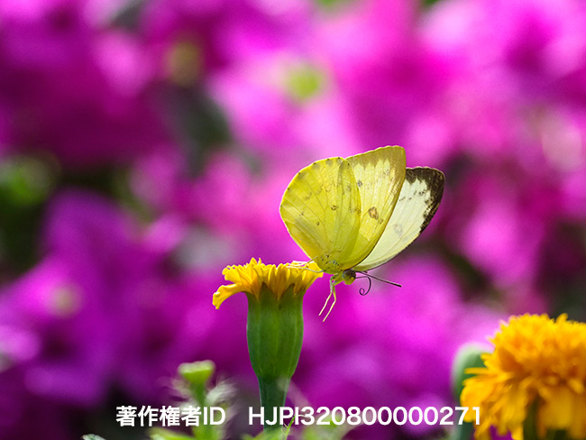 ウスキシロチョウの飛翔　Catopsilia pomona