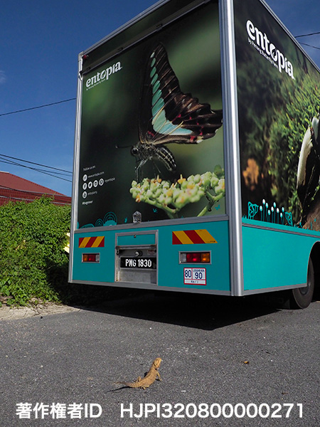 フトアゴヒゲトカゲ　Pogona sp.