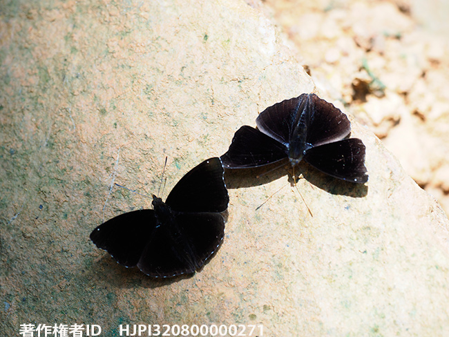 チビコムラサキ　Rohana sp.