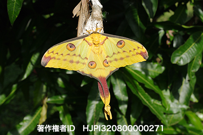 マダガスカルオナガヤママユ　Argema mittrei