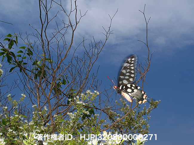 アンテノールオオジャコウアゲハ　Atrophaneura antenor