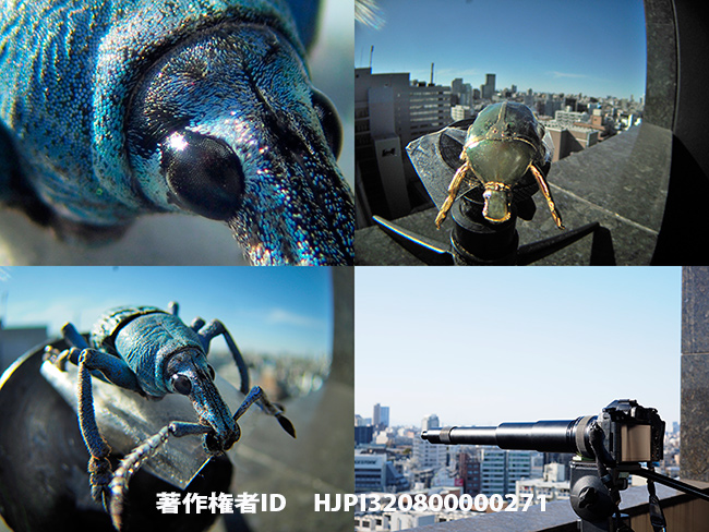 最新の虫の目レンズ