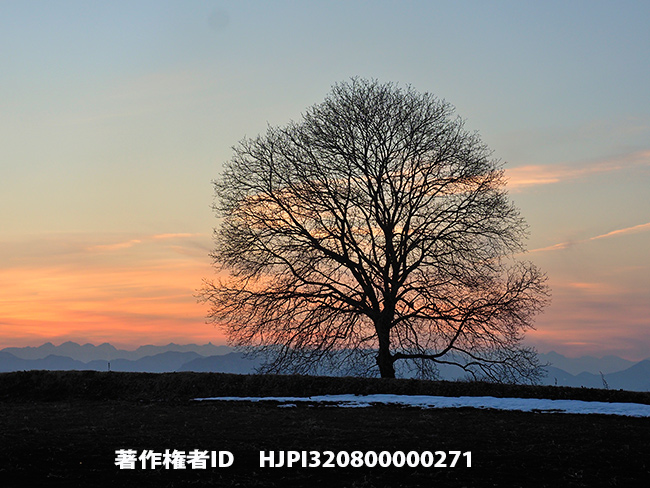 いつものクルミの木