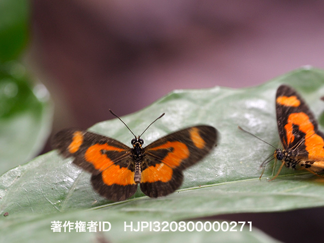 カザリヒメホソチョウ　Acrea bonasia