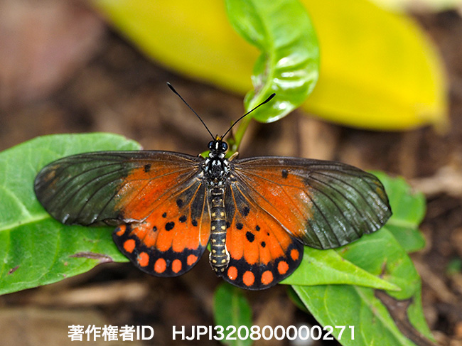ヘリボシホソチョウ Acraea admatha