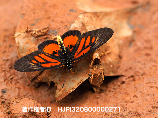 ベニオビホソチョウ Acraea orina