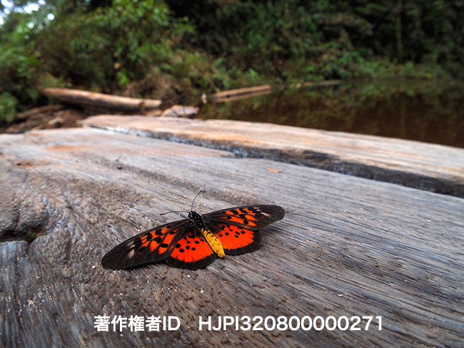 ファルサルスホソチョウ Acraea pharsalus?