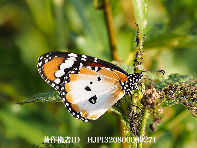 カバマダラ　Danaus chrysippus