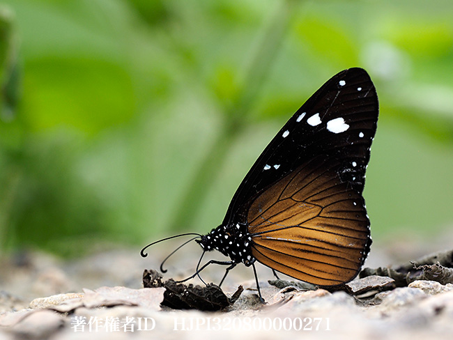 コモンシロマダラ Amauris vashti