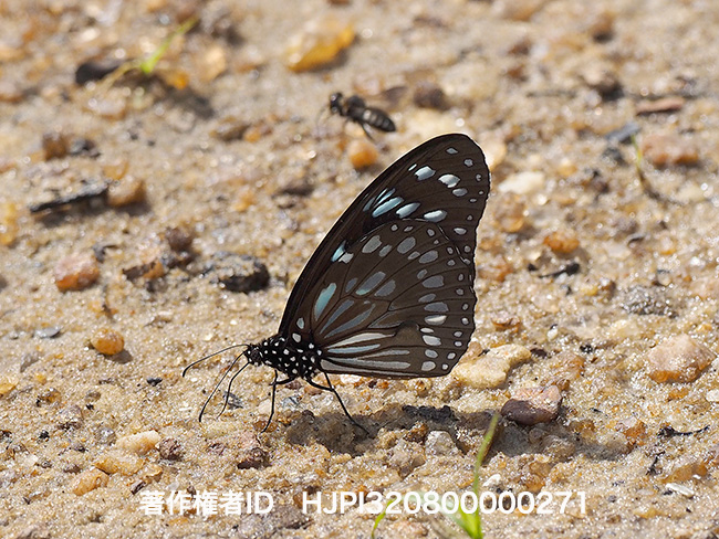 アフリカウスコモンアサギマダラ Tirumala petiverana