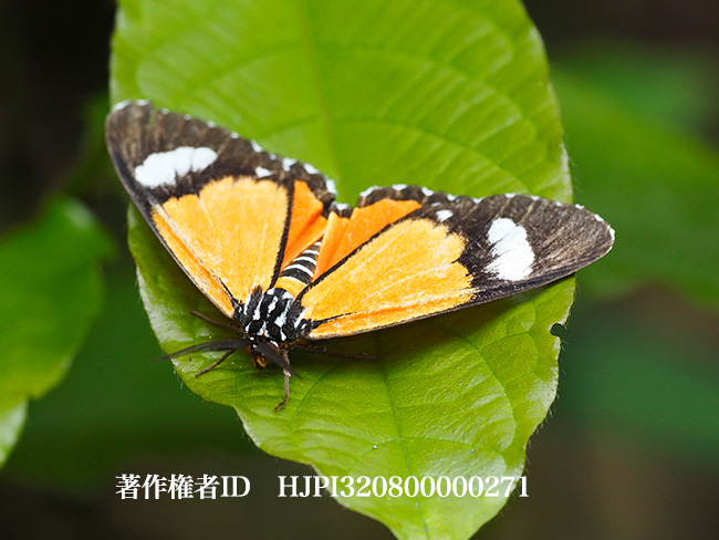 アフリカカバイロシャク　Aletis sp.