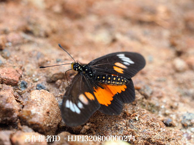 ペネロペホソチョウ　Acres penelope