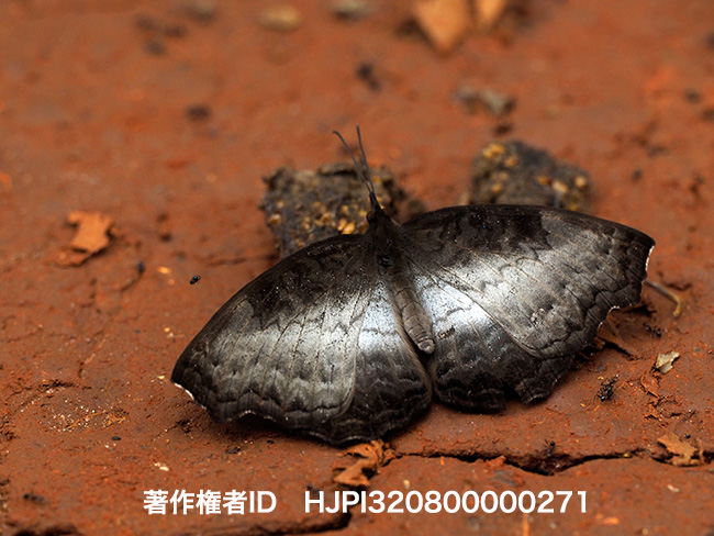 アオカバタテハ　　Ariadne enotrea