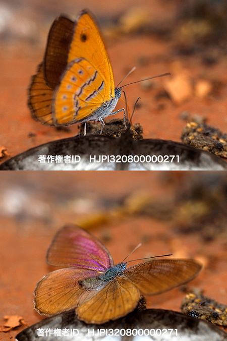 アカムラサキタテハの仲間　Sevenia amulia