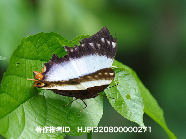 シロオビオナガタテハの仲間　Palla publius ♀