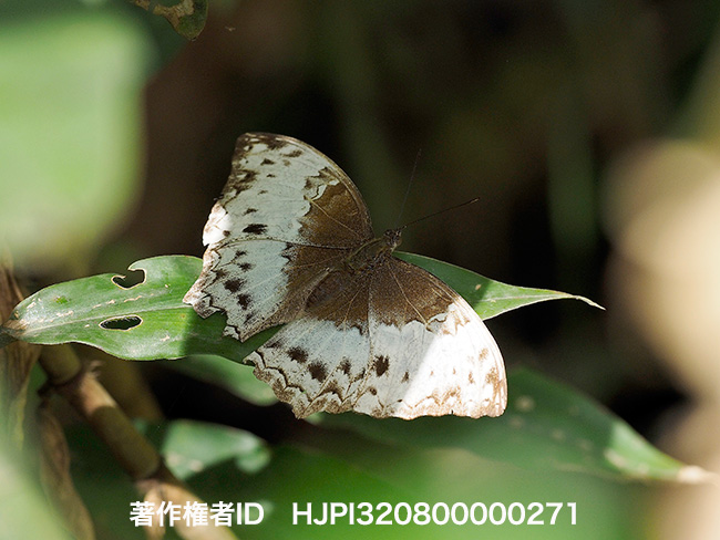 ウスチャタテハ　Harma theobene　♀