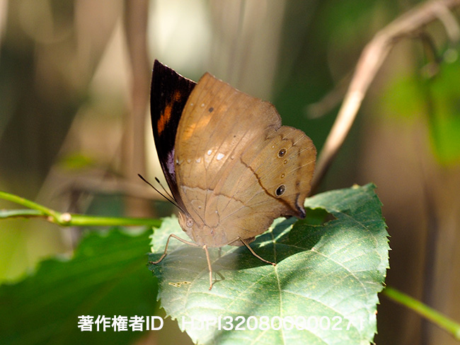 Kallimoides rumia　ルミアコノハチョウ