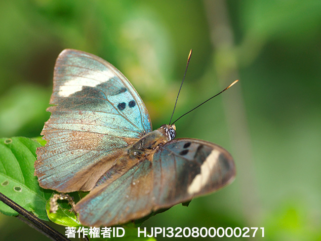 ペクリアアリスボカシタテハ　Euphaedra peculiaris