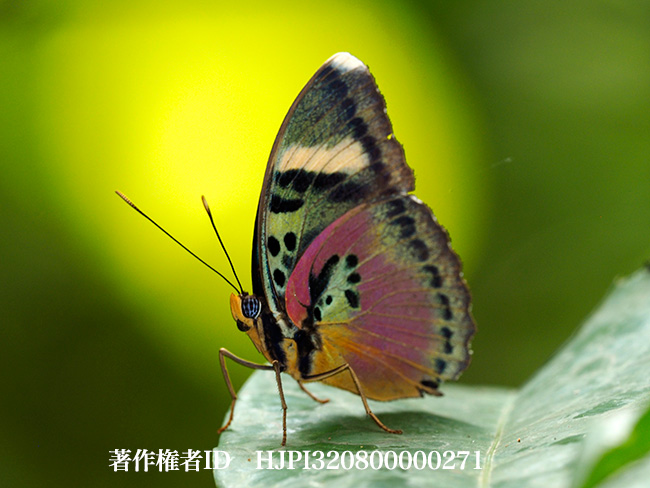 ヒューイットソンボカシタテハ　Euphaedra.hewitsoni